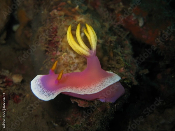 Obraz Nudibranch