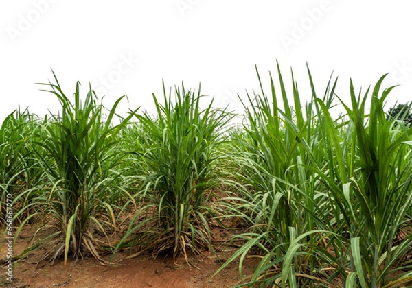 Fototapeta Sugarcane on transparent background with clipping path, suitable for print and web pages.