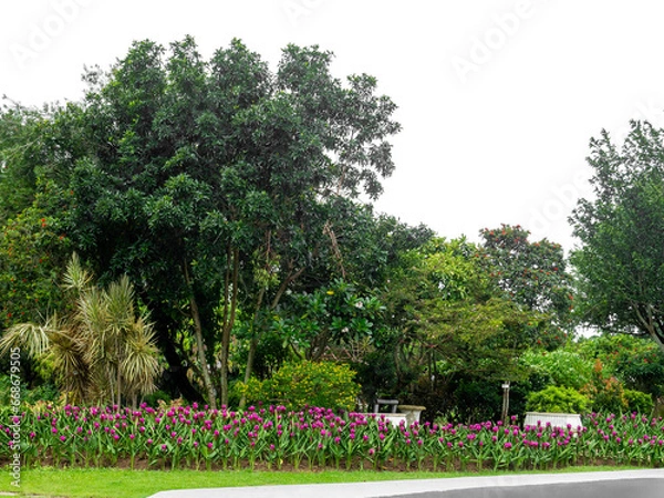Fototapeta Outdoor park and shady trees providing shade on a transparent background.