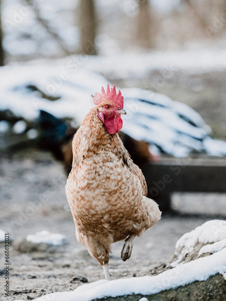 Obraz Huhn im Schnee