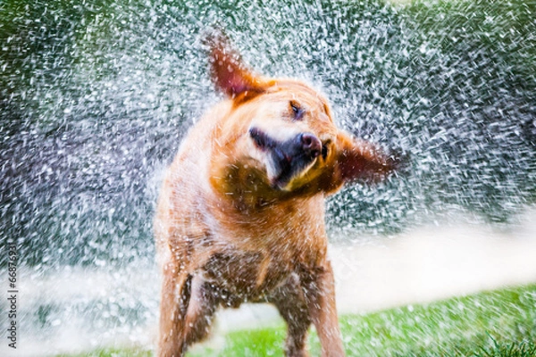 Fototapeta Drżący pies