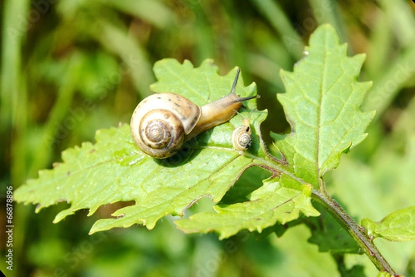 Fototapeta Snail