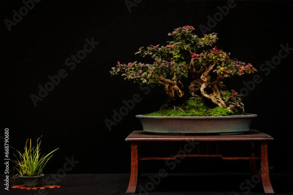 Obraz bonsai fusain 
