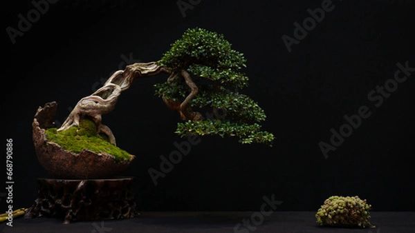 Obraz bonsai de buis semi cascade 