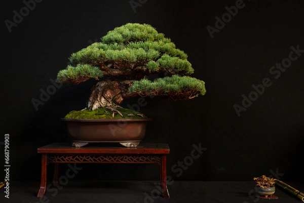 Obraz bonsai pin blanc 