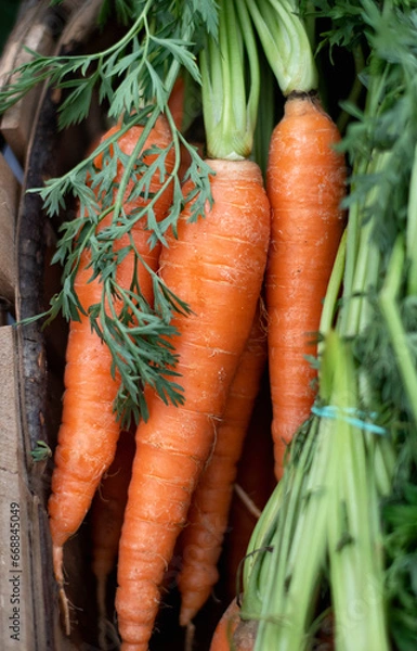 Fototapeta A bunch of fresh carrots on the market