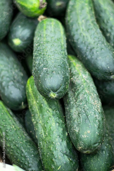 Fototapeta Green and fresh bunch of cucumbers in the market