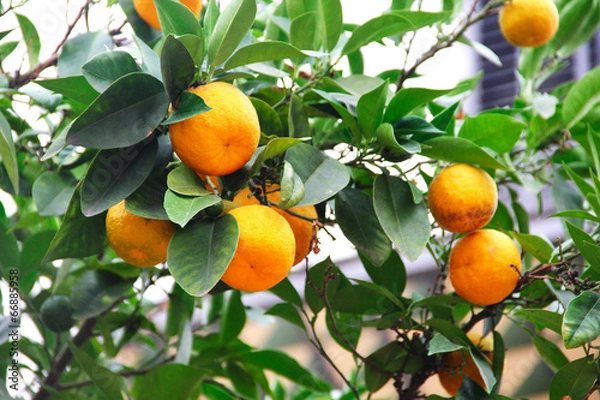 Fototapeta Oranges on tree branch