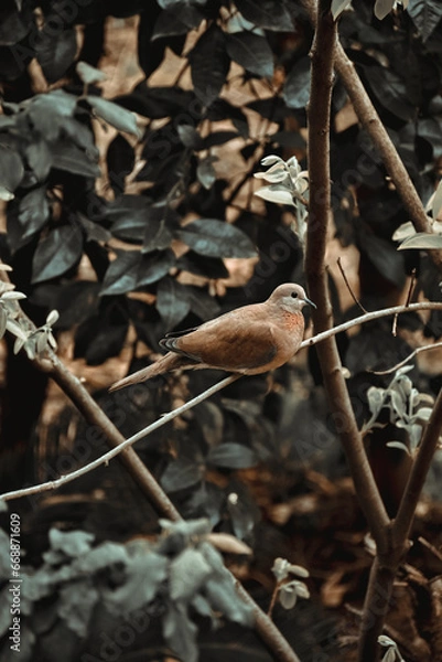 Fototapeta A single brown bird sitting on a branch resting
