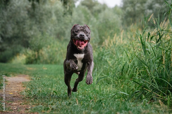 Fototapeta Cute big gray pitbull dog is running on green grass in the summer or fall forest. American pit bull terrier autumn in the park