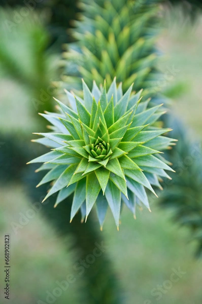 Fototapeta Monkey puzzle tree branch in macro view with fractal pattern
