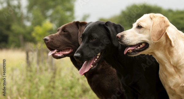 Fototapeta labradors