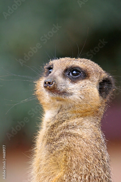 Obraz meerkat