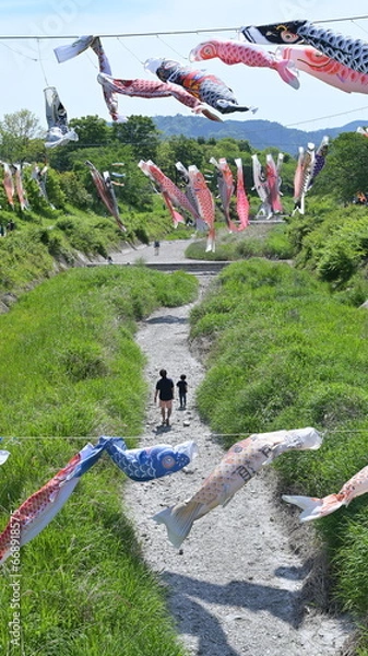 Obraz こいのぼり