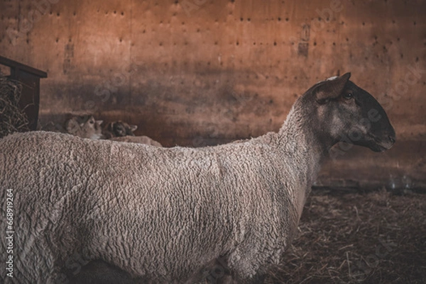 Obraz Sheep in a barn