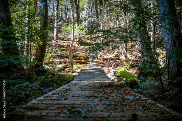 Obraz path in the forest