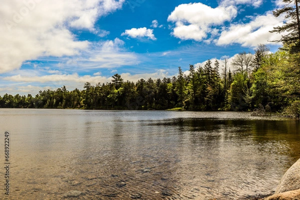 Obraz lake in the forest