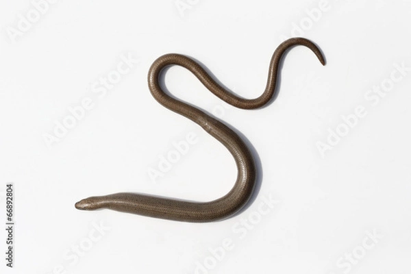 Fototapeta Slow worm, Anguis fragilis
