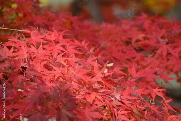 Fototapeta 紅葉