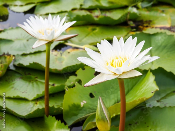 Fototapeta lotus flower in pond