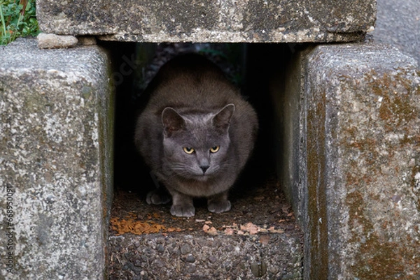 Fototapeta 側溝の出口から顔をだす黒猫