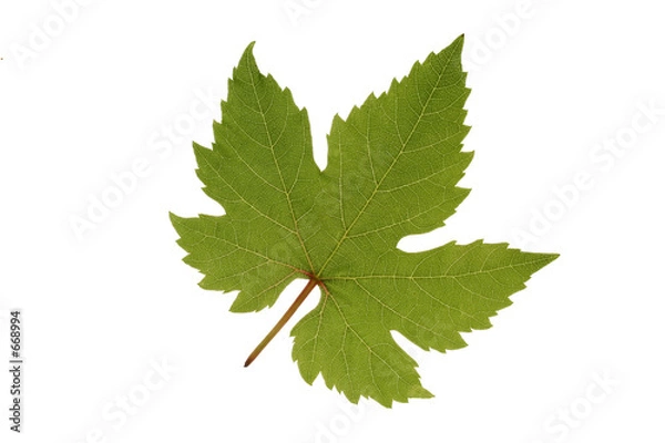 Obraz feuille de vigne