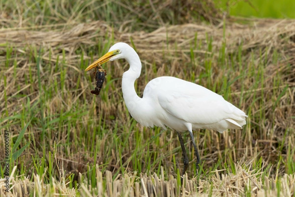 Obraz 稲が刈り取られた後の田んぼで虫を探しているダイサギ