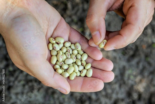 Fototapeta The farmer selects legume seeds before sowing the field