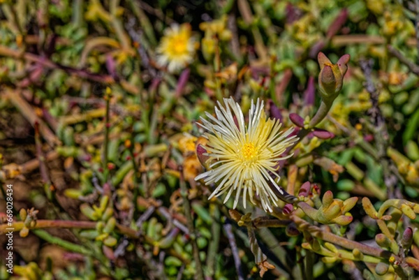 Obraz Succulent yellow and white flowering Kanna plant with medicinal properties in the Little Karoo near the Langeberg mountains in the Western Cape, South Africa