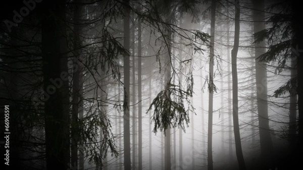 Obraz Mystic forrest