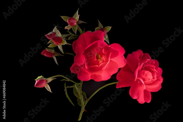 Obraz Red Roses