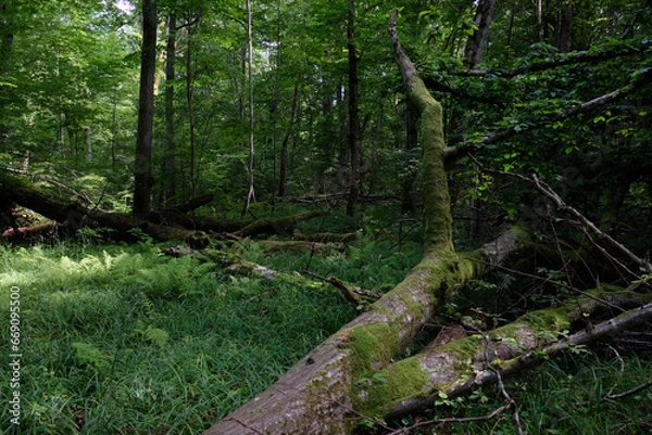 Fototapeta Moss wrapped part of broken hornbeam lying