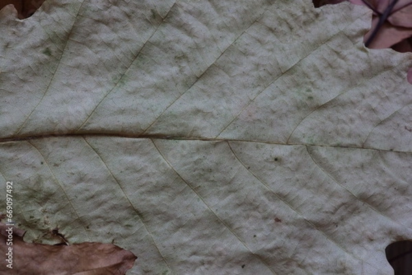 Fototapeta dry leaves of various plants, autumn herbarium
