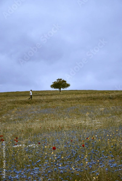 Fototapeta A lone tree on a hill in the middle of meadows and a path passing by the tree and a man walking along the path