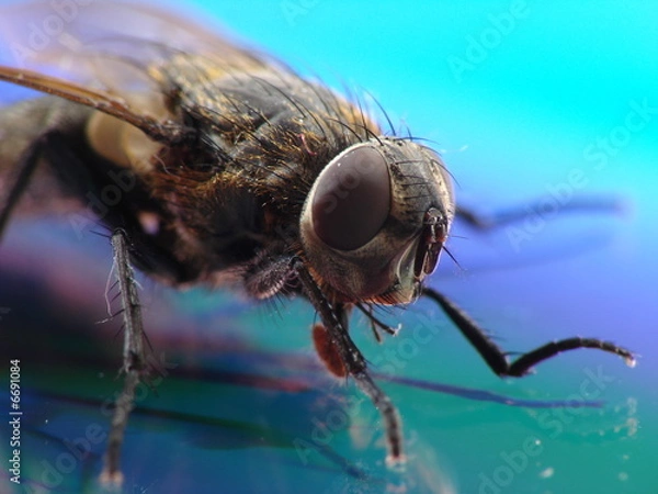 Fototapeta Stubenfliege1