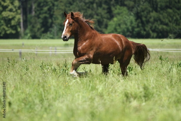 Obraz Freiberger auf Koppel
