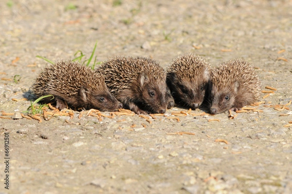 Obraz Young European hedgehogs (Erinaceus europaeus)