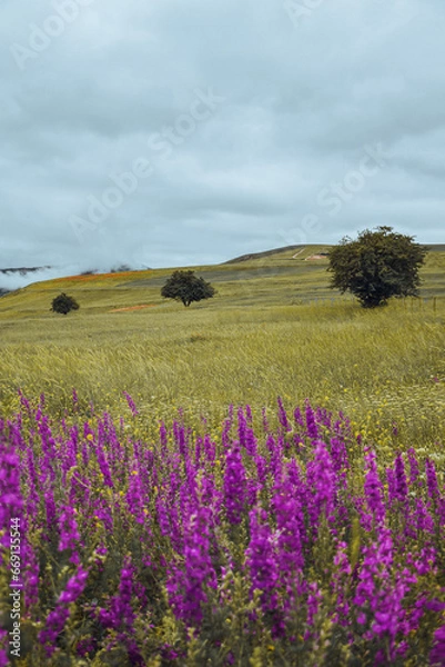 Fototapeta A green plain with some trees and beautiful flowers in spring
A green plain with some trees and beautiful flowers in spring
