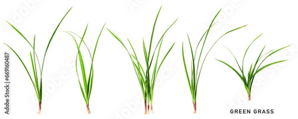 Fototapeta Green grass collection isolated. PNG with transparent background. Flat lay. Without shadow.