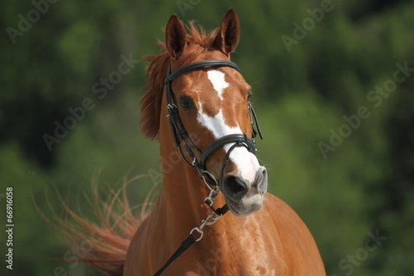Obraz Portrait Fuchs - an der Longe