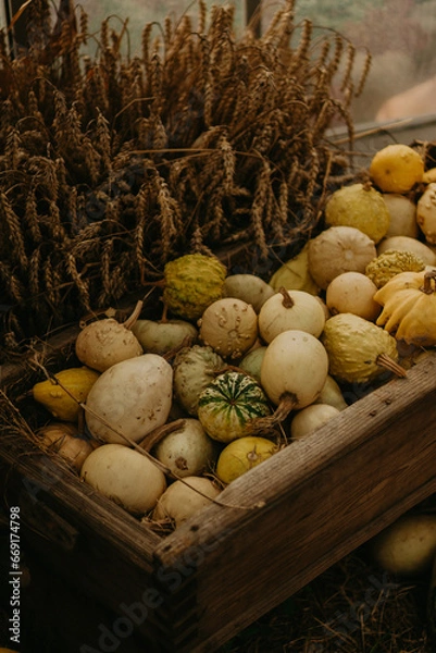 Fototapeta Fresh autumn harvest of pumpkins on a rural farm. Vibrant orange hues and seasonal decor for fall festivities