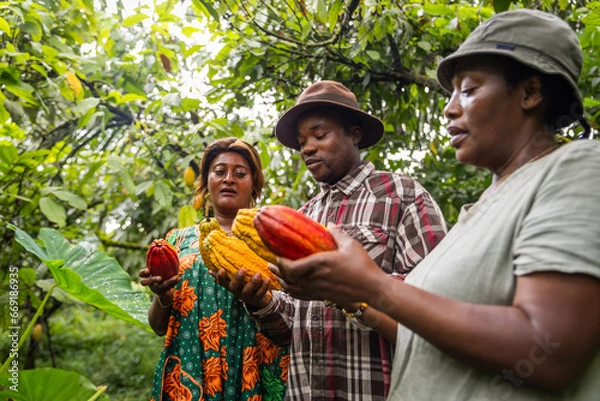 Obraz Three farmers hold different varieties of freshly harvested cocoa pods in their hands