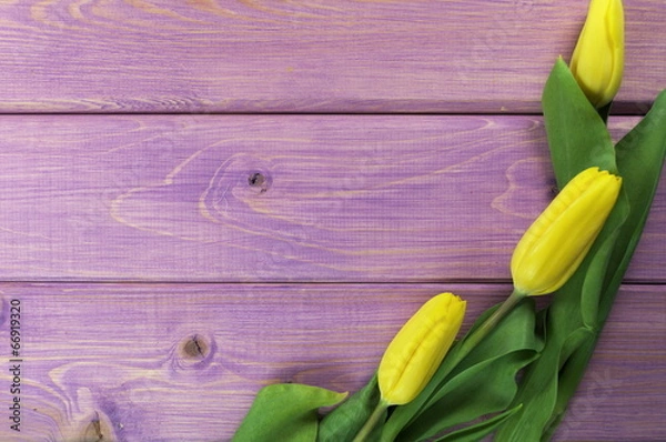 Obraz tulipany w fioletach