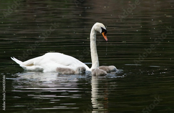 Obraz Mute Swan, Cygnus olor