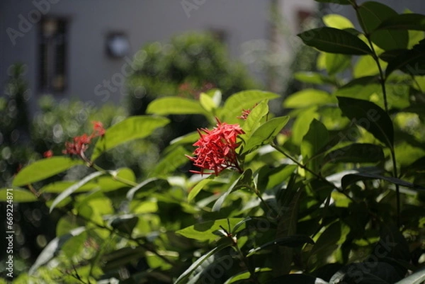 Fototapeta wild strawberry in the garden
