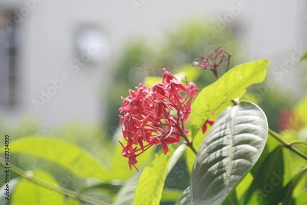 Fototapeta dragonfly on flower