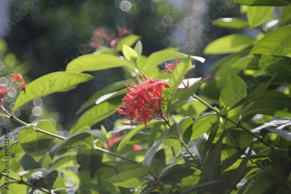 Fototapeta wild strawberry in the garden