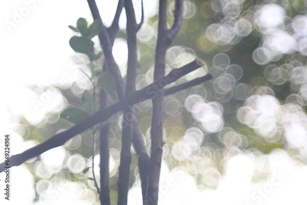 Fototapeta branches of a tree in winter