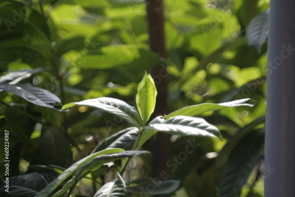 Fototapeta butterfly on a branch