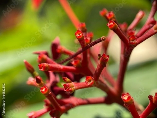 Fototapeta close up of a red flower